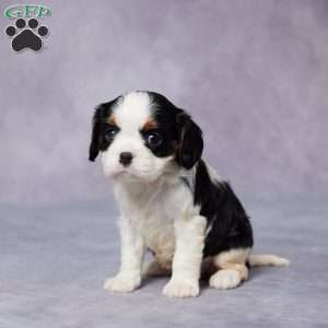 Reba, Cavalier King Charles Spaniel Puppy